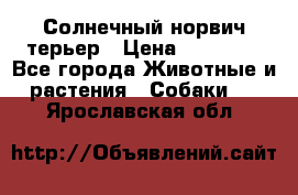 Солнечный норвич терьер › Цена ­ 35 000 - Все города Животные и растения » Собаки   . Ярославская обл.